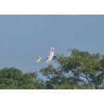 Volantex Ranger 600 RC Glider Plane 3-Channel 600mm Brushed with Gyro EPP (Ready to Fly) - V761-2